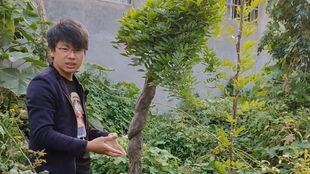 紫藤嫁接，长不直之谜？