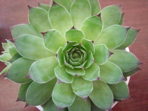 观音莲绽放，这神奇的植物