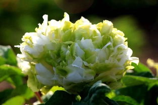 韩国国花“菊花”美得令人惊叹，这花到底有多美