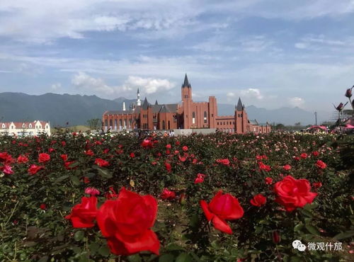 特色月季景观， 美不胜收