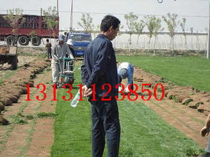 冷季型草坪草籽的选择：早熟禾等