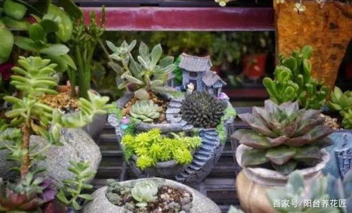 多肉植物养护，如何让叶片饱满