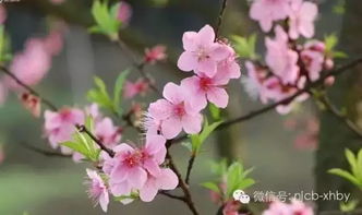 桃花：花开富贵， 走桃花运