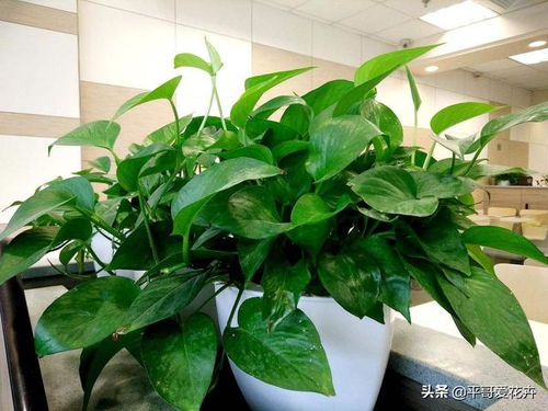 绿宝树叶子发黄怎么办？有哪些黄叶救治技巧可以恢复生机