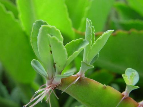 植物比我们想象的坚强