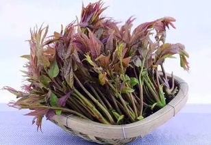 草种选择：像找对象一样， 不嫩只堪速度