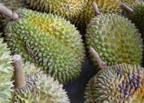 “榴莲盛产，花中珍馐，品鉴佳选！”