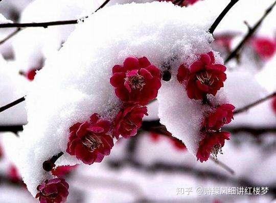 送花寓意丰富，不同场合选什么花最合适