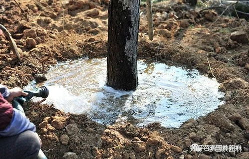 树木移栽， 关键在恢复期