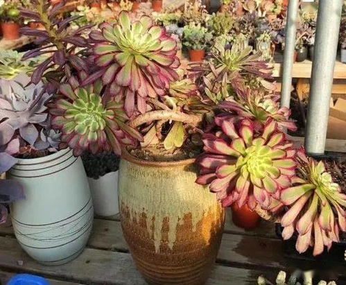 花卉——那些绿色的精灵