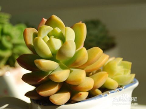 多肉植物疯长怎么办？如何控制生长速度