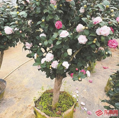 十八学士茶花，是不是真的嫩开出十八种颜色的花？