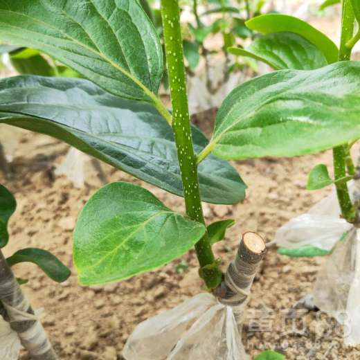 多种除草剂任你挑