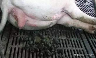 麦麸预防母猪便秘不再流行，为何效果不佳