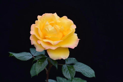 月季文化节上的新宠儿：初心、呦呦、鸣鸣