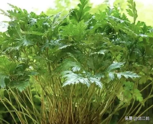 收购车前草籽的价格