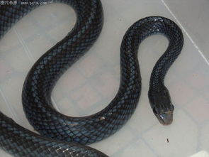 乌蛇养殖：一种以乌蛇为对象的养殖活动