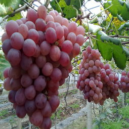 如何正确栽种葡萄苗？