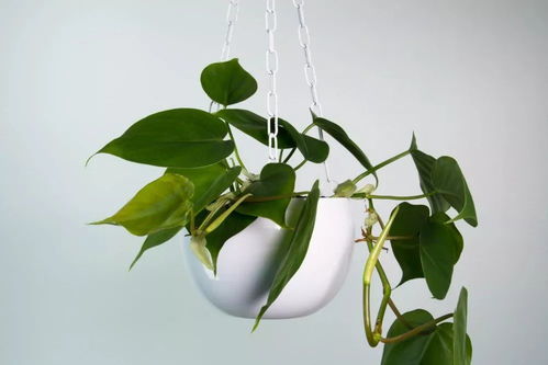植物冬天落叶后如何科学养护？如何让它们安全度过寒冷季节