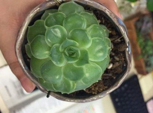 多肉穿裙现象探秘：畜牧领域新趋势揭秘！