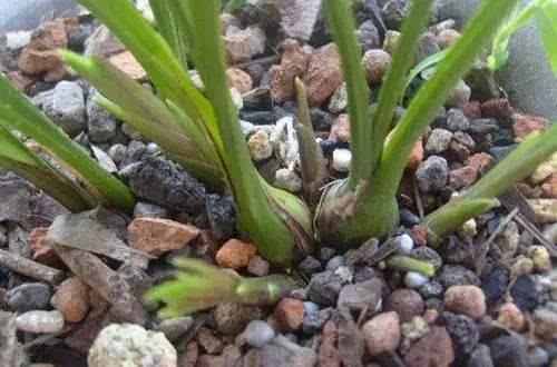 重楼的发芽时间表