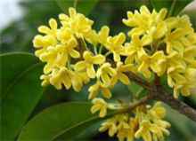 嫁接桂花树，这些细节你得知道！