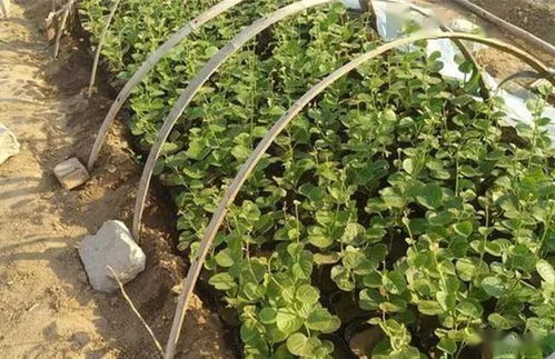 夏季追肥， 注意方法和时间