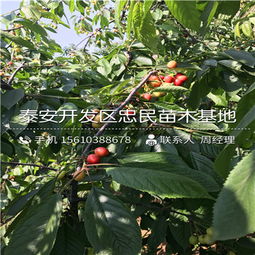 空气凤梨冬季怎么过冬？室内温度控制在多少度最适宜