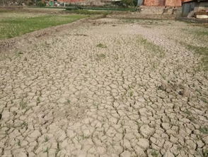 秧苗生死大考验