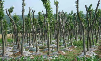 春天苗木生意旺，冬季也有小生意