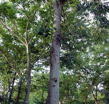 南阳南召玉兰基地广玉兰苗木繁育技术特点揭秘