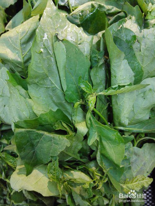 乌塌菜：叶子的宝库