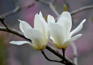 嫁接与播种：白玉兰苗木繁殖的抉择