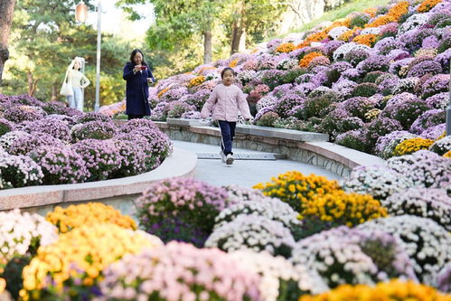 公园里的花，美得让人心醉