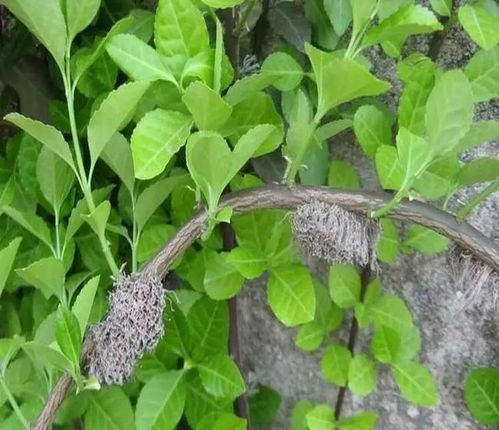 扶芳藤盆景：花开似宝石， 香气扑鼻