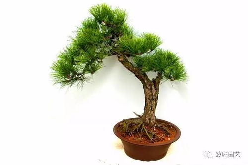 罗汉松——万寿长青