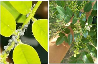 喷农药，有时机