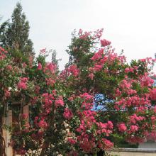 品种不同，价格也不一样