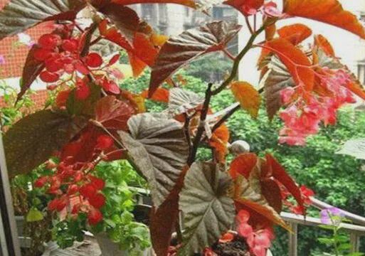 竹节海棠如何施肥才能多开花？