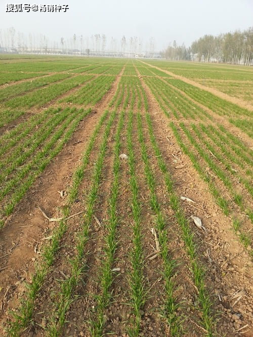 田间有积水以及花生叶片上有雨水、 露水时不要打除草剂