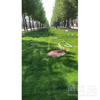 冷季型草坪草：冬天里的绿色小卫士