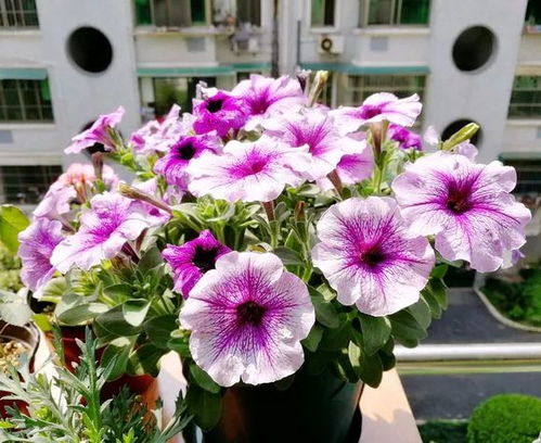 适合北方种植吗？