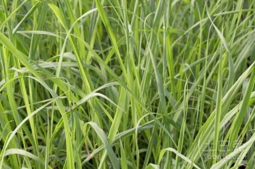 香茅的香气， 不仅仅是味蕾的享受