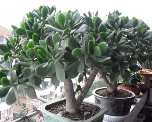 提高移栽成活率的小技巧