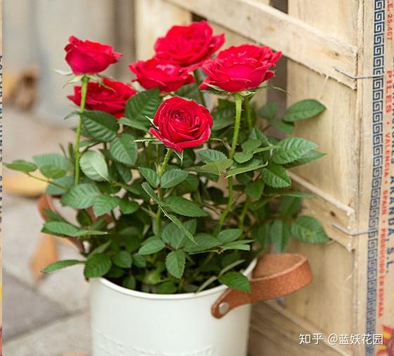 败花的修剪与养护