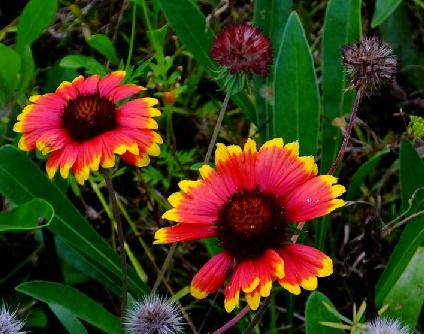 怎么种呢？下面一起来瞅瞅天人菊的种植方法