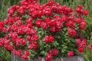 月季花的花期有多长？