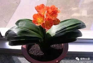 案例分析：上海王先生的教训