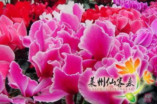 仙客来花，寓意着神秘与探索