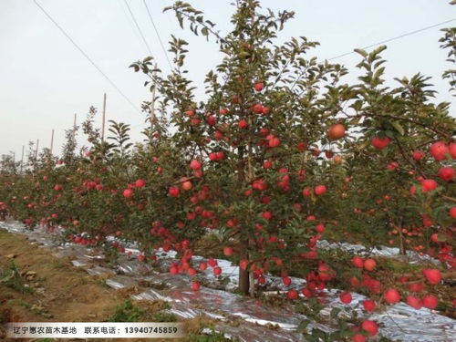 山楂树嫁接最佳时机及技巧，成活率高达90%！